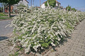Tawuła szara (Spiraea cinera) Grefsheim 50-70cm sadzonka 8