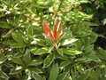 Pieris japoński (Pieris japonica) Little Heath c2 30-45cm 1