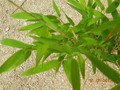 Bambus krzewiasty (Fargesia murielae) c1 15-25cm 6