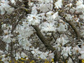 Magnolia gwiaździsta (Magnolia stellata) Royal Star  c7,5 100-120cm 2