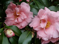 Kamelia japońska (Camellia japonica) Tiffany c4 120-150cm 1