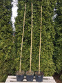 Grujecznik japoński (Cercidyphyllum jap.) Pendulum c5 160-170cm 5