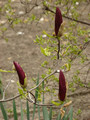 Magnolia purpurowa Nigra c2 70-90cm 7