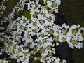 Kalina japońska (Viburnum plicatum) Mariesii c2 60-90cm 3
