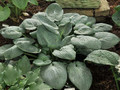 Funkia (Hosta) Skylight sadzonka