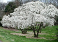 Magnolia gwiaździsta biała (Magnolia stellata) c2 80-100cm 1