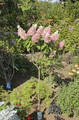 Hortensja bukietowa na pniu (Hydrangea) Pinky Winky c3 70-90cm 3