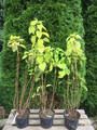 Hortensja drzewiasta (Hydrangea arbor.) Bounty c5 50-70cm 4