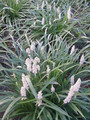 Liriope szafirkowe (Liriope muscari) Monroe White sadzonka 2