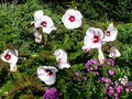 Hibiskus bylinowy (Hibiscus) Kopper King sadzonka  6