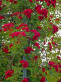 Róża pnąca Chevy Chase czerwona c2 130-150cm 2