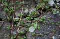 Hortensja pnąca (Hydrangea petiolaris) sadzonka 40-60cm 3