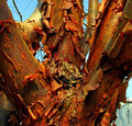 Klon strzępiastokory, cynamonowy (Acer griseum) c4 90-100cm  7