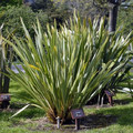 Len nowozelandzki, tęgosz mocny (Phormium tenax) zielonolistny sadzonka