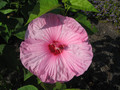 Hibiskus bylinowy (Hibiscus) Southern Belle sadzonka 2