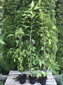 Kalina japońska (Viburnum plicatum) Kilimanjaro c3 140-170 cm  7
