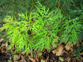 Klon palmowy (Acer palm.) Emerald Lace 40-60cm sadzonka 4