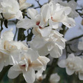 Magnolia denudata Double Diamond c5 90-110cm 1