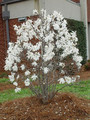 Magnolia gwiaździsta biała (Magnolia stellata) c2 80-100cm 6