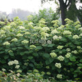 Hortensja drzewiasta (Hydrangea arbor.) Lime Ricky c3 5