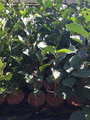 Magnolia Black Tulip rewelacyjna c4 50-70cm 6