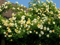 Róża pnąca Ghislaine de Feligonde żółta c2 100-120cm 1