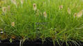 Trawa rozplenica japońska (Pennisetum) piórkówka Hameln c2 8