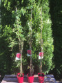 Róża pnąca Chevy Chase czerwona c2 130-150cm 4