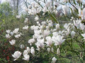 Magnolia pośrednia (Magnolia soulangeana) Superba c3 90-110cm 3