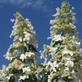 Hortensja bukietowa (Hydrangea) Levana c2 35-50cm