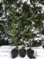 Kamelia japońska (Camellia japonica) Kramer's Surprise c2 80-100cm 5