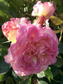 Róża herbaciana wielokwiatowa Gorgeous c4 60-70cm 6