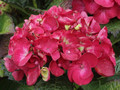 Hortensja ogrodowa (Hydrangea) Hot Red c3 30-45cm 4