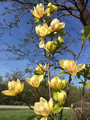Magnolia Sunsation c5 90-120cm 4