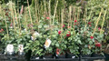 Róża herbaciana wielokwiatowa Gorgeous c4 60-70cm 9