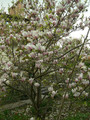 Magnolia pośrednia (Magnolia soulangeana) Alexandrina 130-140 cm poj. 7,5-litr. 5