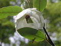 Magnolia parasolowata (Magnolia tripetala) sadzonka 2
