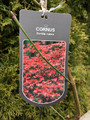Dereń kwiecisty Rubra (Cornus florida rubra) c2 80-100cm 7