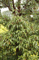 Klon strzępiastokory, cynamonowy (Acer griseum) c4 90-100cm  1