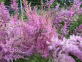 Tawułka japońska (Astilbe japonica) Amethyst c2 2