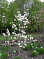Magnolia pośrednia (Magnolia soulangeana) Lennei Alba c3 100-130cm  7