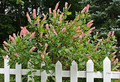 Orszelina olcholistna (Clethra alnifolia) Pink Spire sadzonka 3