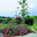 Róża pnąca Raubritter jasnoróżowa c2 90-120cm 4