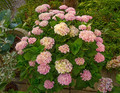 Hortensja ogrodowa (Hydrangea) Revolution c3 30-40cm 7