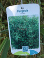 Bambus mrozoodporny (Fargesia nitida) Fargezja lśniąca c3 80-100cm 2