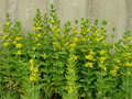 Tojeść kropkowana (Lysimachia punctata) sadzonka 3