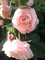 Róża rabatowa Carcassonne jasnoróżowa c4 60-70cm 6