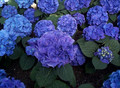 Hortensja ogrodowa (Hydrangea) Nikko Blue c3 20-40cm 3