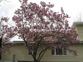 Magnolia pośrednia (Magnolia soulangeana) Satisfaction rewelacyjna c5 60-80 cm 3