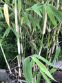 Bambus krzewiasty, paraslowaty (Fargesia murielae) Ivory Ibis c7,5 90-120cm 2